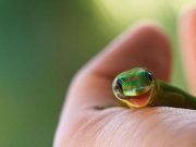 IMAGINI INCANTATOARE cu REPTILE care pot fi dragute in felul lor!