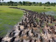 IMAGINI cu MIGRATIA ANIMALELOR care iti taie respiratia!