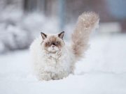 IMAGINI unice cu animale care se joaca in zapada pentru prima data!