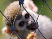 IMAGINI cu animale pe cat de DRAGALASE, pe atat de PERICULOASE! Te pot ucide lejer cu armele lor secrete! GALERIE FOTO