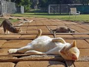 Un adevarat SANCTUAR FELIN! In ce si-a transformat casa o femeie iubitoare de pisici! GALERIE FOTO