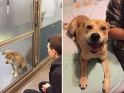 IMAGINI EMOTIONANTE cu caini vagabonzi inainte si dupa adoptie!