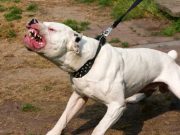 A lasat un pitbull langa copilul sau! Iata ce s-a intamplat!