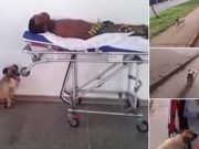 Reactia acestui caine dupa ce stapanul sau a facut o criza de epilepsie m-a umplut de lacrimi! Tu rezisti sa nu plangi?