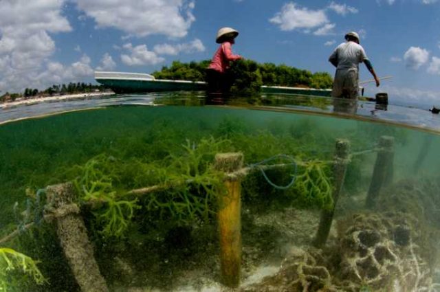 alge marine spirulina
