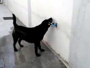 Lectia pe care multi dintre prietenii nostri ar trebui sa o invete de la acest caine!