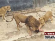 VIDEO socant! Un barbat sinucigas s-a aruncat hrana la lei! Vezi ce s-a intamplat!